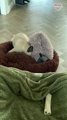 Cute dog tries to wake its lazy buddy   PETASTIC