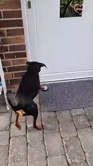 Well-mannered German Pinscher   PETASTIC