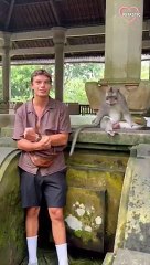 Moody Monkey gets angry at visitor   PETASTIC