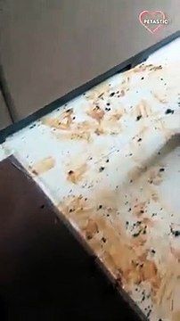 Golden Retriever proudly owns her mess PETASTIC (2)