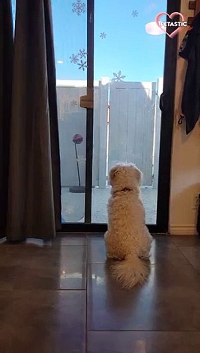 Adorable dog wags his tail in excitement   PETASTIC