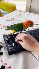 Caique Parrot discovers a new favorite game   PETASTIC