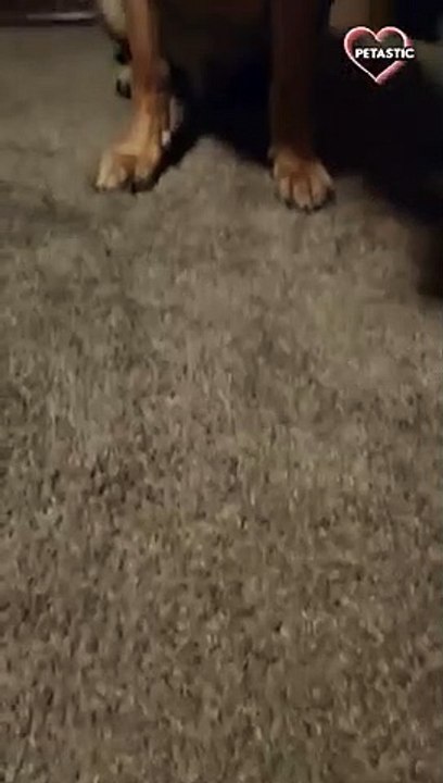 Mr. Steal Yo Girl is all set for a date night   PETASTIC