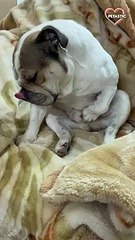 Nonchalant Dog Gets Rid Of 'The Itch'   PETASTIC