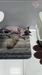 Chihuahua attempts to play with a sphynx cat that is just trying to relax.   PETASTIC