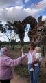Cutest animal-child interaction at the zoo, toddler feeds giraffes!   PETASTIC