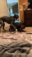 Human dad is defeated by the Great Dane while playing.   PETASTIC