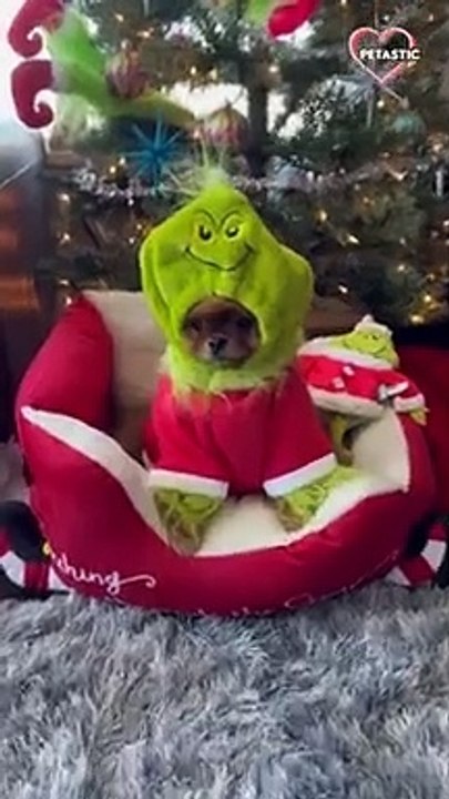 With its sweetness, a dog disguised as The Grinch effectively steals Christmas.   PETASTIC