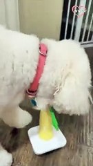 Amazing dog wins the ring throw contest with no errors   PETASTIC