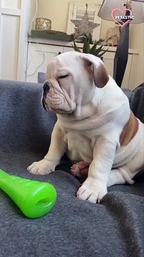 Bulldog pup struggles to stay awake while fighting for his life. PETASTIC