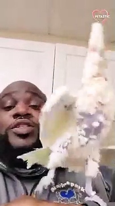 Goffin Cockatoo Dances his Heart Out as Man Bea...