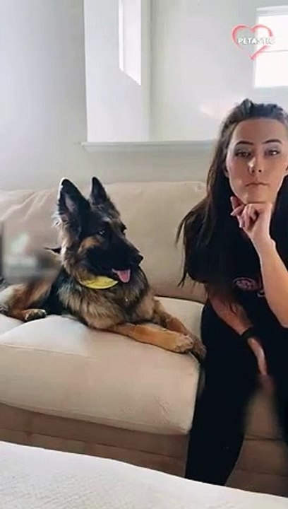 German Shepherd gets Worried when Owner Pretends to Not See Her   PETASTIC