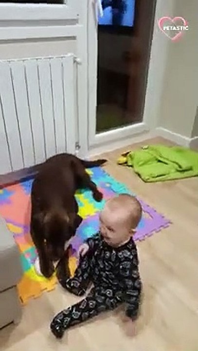 Baby and Pet Labrador Play Tug-of-War with a Slipper   PETASTIC