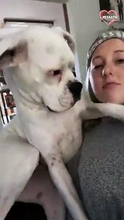 Clingy dog's cute attention-grabbing tactic caught on camera   PETASTIC