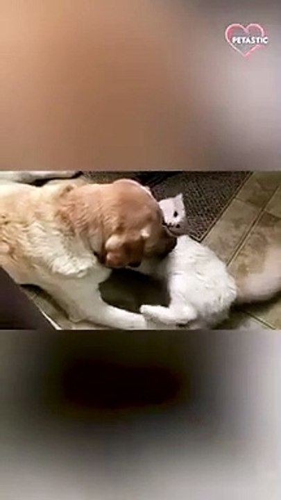 Wrestling Match between a Cat & Dog Caught on Camera   PETASTIC