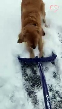 Adorable Golden Retriever MAD at shovel for removing snow PETASTIC
