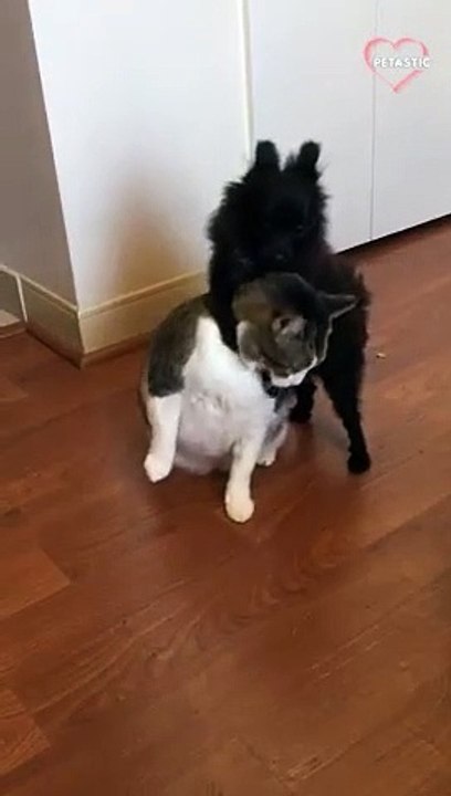 Chill cat and hyper Pomeranian's oddball friendship is a treat to watch   PETASTIC
