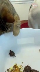 Cats behave surprisingly well while meeting baby turtles for the first time   PETASTIC  (2)