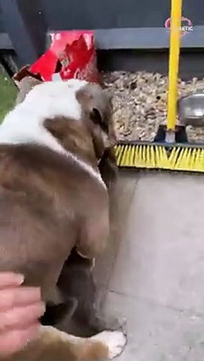 Raunchy Bulldog Tries To Go 'All The Way' With A Cat   PETASTIC