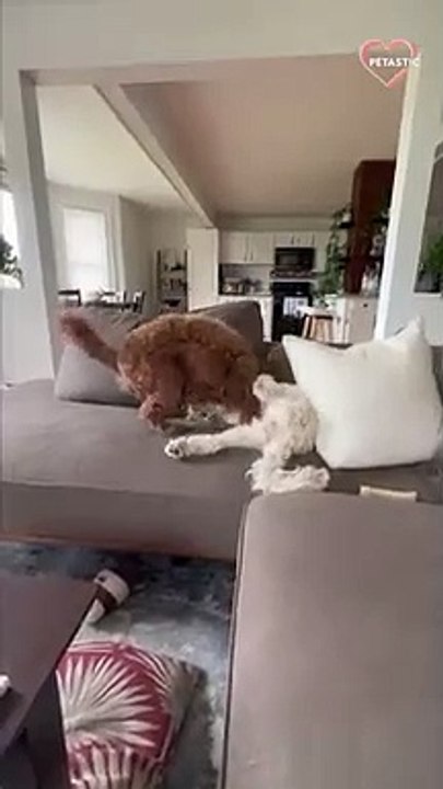 Owner stops fighting between pups with a DUMB sound   PETASTIC