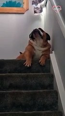 Bulldog channels his inner surfer to head down a flight of stairs   PETASTIC