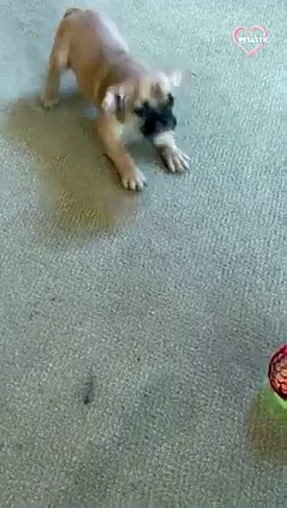 Pup acting crazy while watching the flying orb toy   PETASTIC