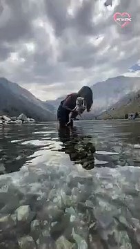 Cute dog swims and paddles like a pro PETASTIC