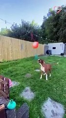 Adorable Boxer tunes out the world to play with a beach ball   PETASTIC