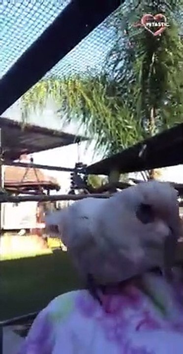White Cockatoo Dancing   PETASTIC