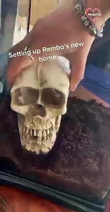 Girl Sets Up Home for Her Pet Mantis   PETASTIC