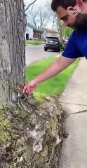 Cute Baby Squirrel Rescue   PETASTIC