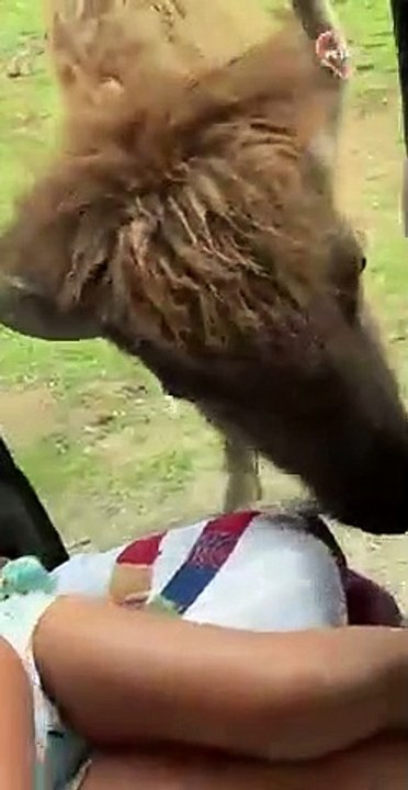 Funny Encounter with Hungry OX at Drive-thru ZOO   PETASTIC