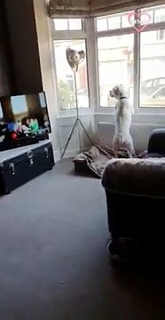 Confused Dog Watching Animals On TV Screen PETASTIC