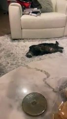 Cat pretends she’s been shot   PETASTIC