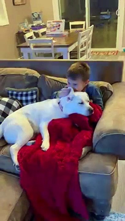 Velvet soft dog ears replace a comfort blanket   PETASTIC