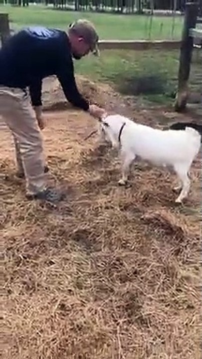 Competitive goat stands up on its hind legs while play-fighting with man   PETASTIC