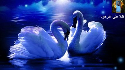 اجمل صوت في تلاوت القرآن الكريم قناة علي الفرهود