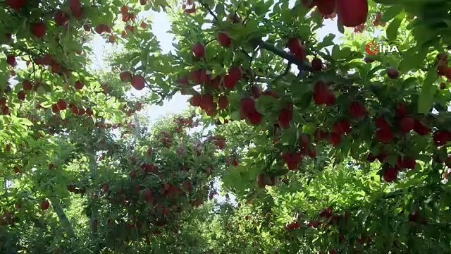 Isparta Apple est protégée par l'enregistrement d'une indication géographique