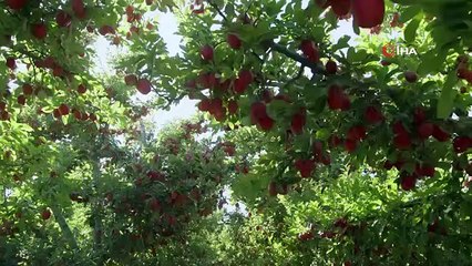 Isparta Apple est protégée par l'enregistrement d'une indication géographique