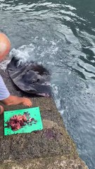 Feeding a Wild Manta Ray