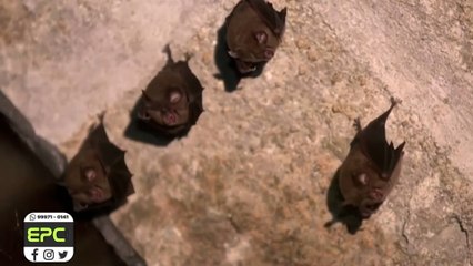 Cascavel tem caso positivo de raiva em morcego