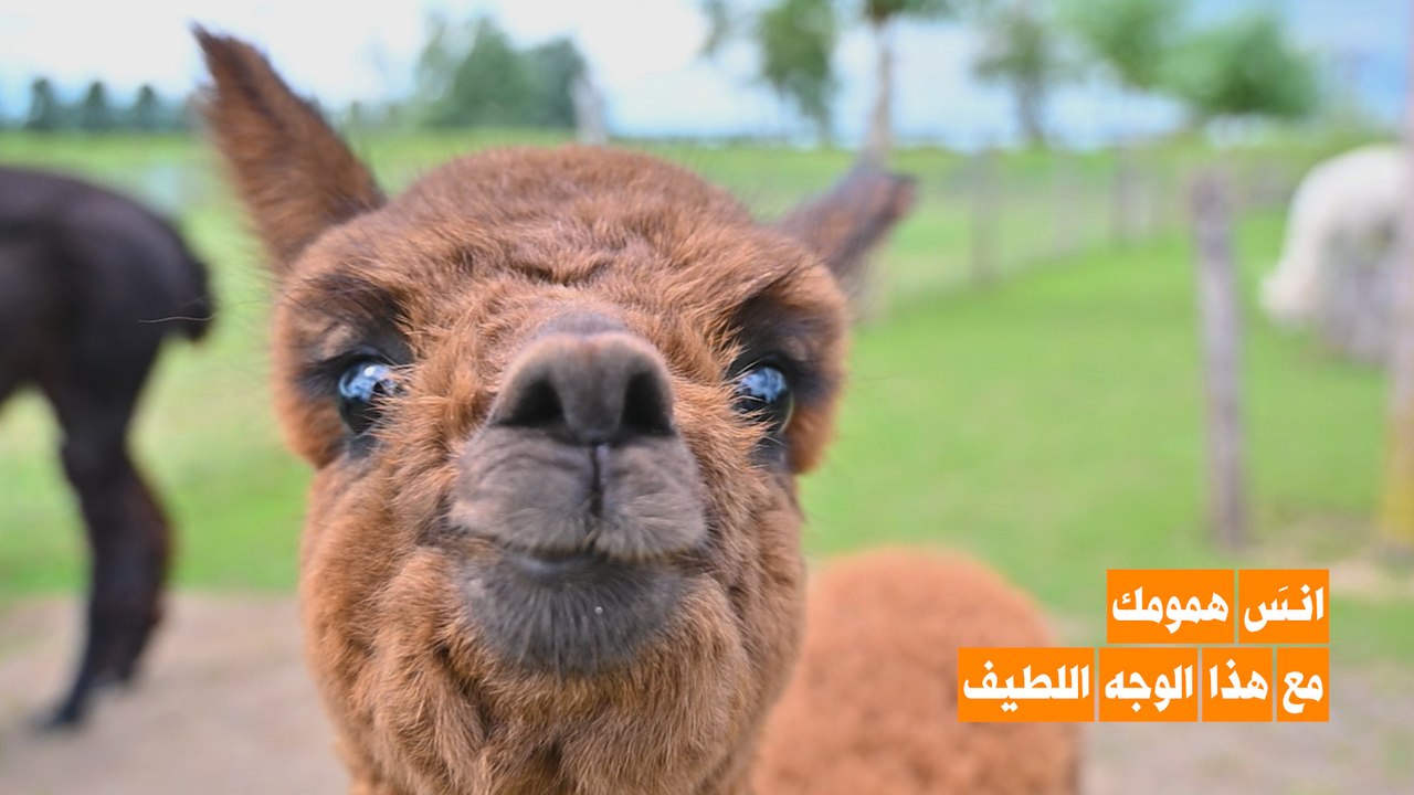 ألبكة: الحيوان المفضل للتنفيس عن الهموم