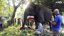 Indonesia, fiocco rosa al parco nazionale: nato un cucciolo di elefante di Sumatra
