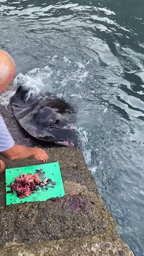 Feeding a Wild Manta Ray