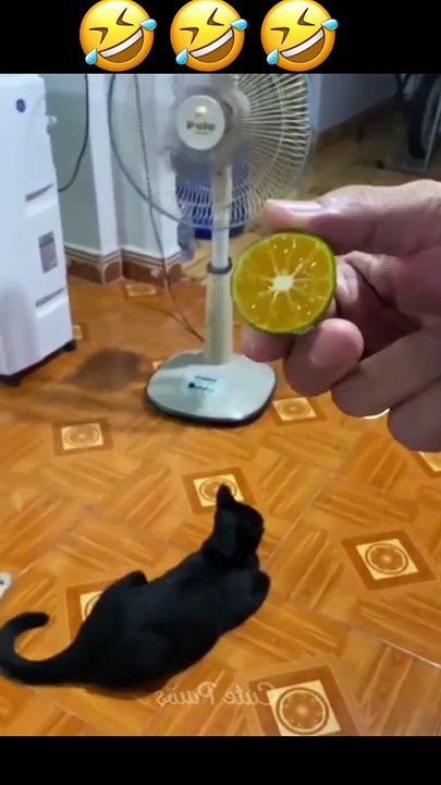 Video Kucing Lucu