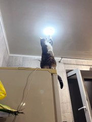 Not Sure About this Electrician