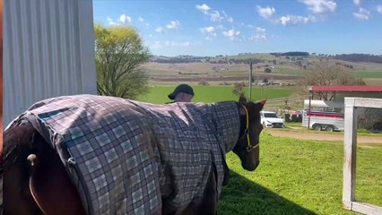 Jett Turnbull on his amazing start to harness racing career