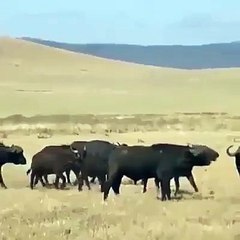 Real Life Near Death Animal Attacks