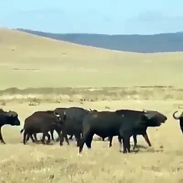 Real Life Near Death Animal Attacks