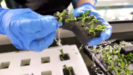 farming is science. process of growing fresh vegetables by Korean scientists. (1)